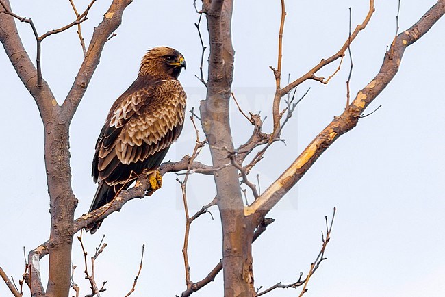 Booted Eagle, Hieraaetus pennatus, in Italy. Also known as Aquila pennata. stock-image by Agami/Daniele Occhiato,
