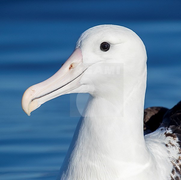 Northern Royal Albatross (Diomedea sanfordi) at sea off Kaikoura, South Island, New Zealand. Closeup of an adult swimming. stock-image by Agami/Marc Guyt,