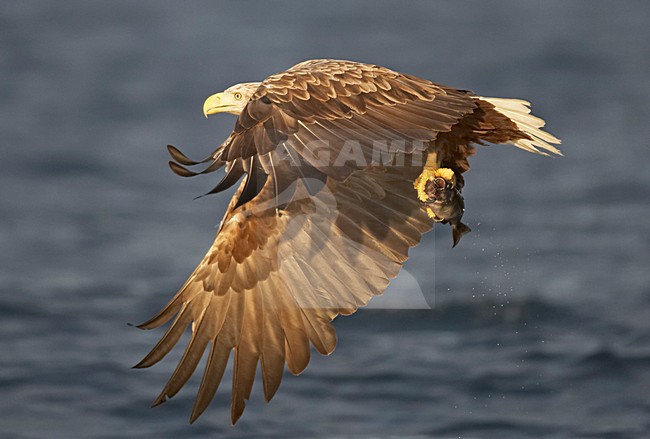 Zeearend, White-tailed Eagle, Haliaeetus albicilla stock-image by Agami/Jari Peltomäki,