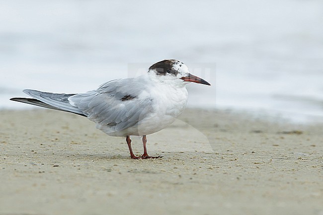 Adult non-breeding  Common Tern (Sterna hirundo) standing on the beach at Galveston Co., Texas, USA in April 2016. stock-image by Agami/Brian E Small,