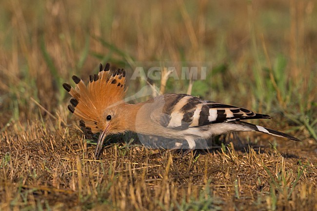 Hop foeragerend; Eurasian Hoopoe foraging stock-image by Agami/Daniele Occhiato,