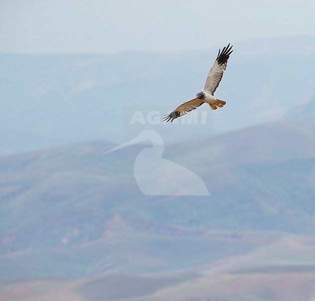 Adult male Malagasy Harrier (Circus macrosceles) in flight over rural landscape in northern part of the island. Also known as the Madagascar Harrier. stock-image by Agami/Marc Guyt,