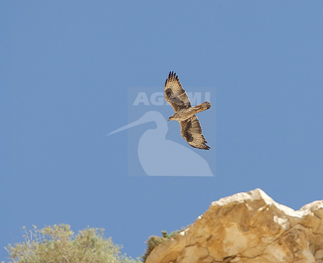  stock-image by Agami/Arie Ouwerkerk,