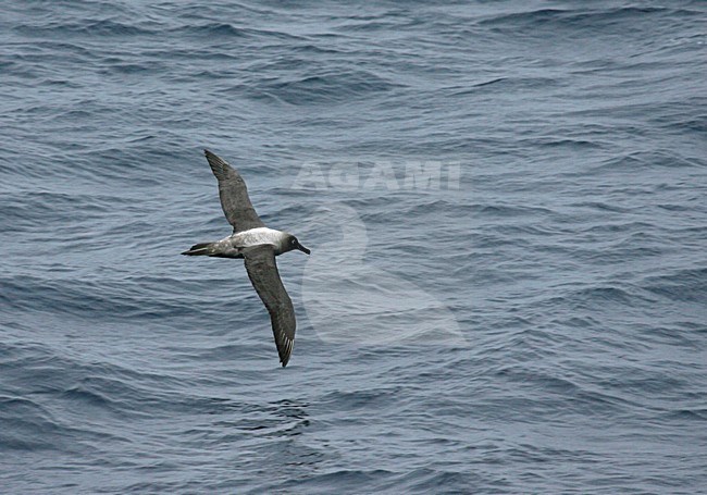 Light-mantled Sooty Albatross flying above the ocean, Roetkopalbatros vliegend boven de oceaan stock-image by Agami/Marc Guyt,