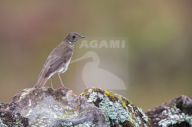 Grijswangdwerglijster, Grey-cheeked Thrush; Catharus minimus stock-image by Agami/Daniele Occhiato,