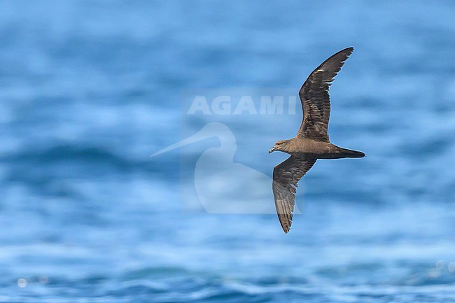 Jouanin's Petrel, Bulweria fallax, in flight in Oman. stock-image by Agami/Sylvain Reyt,