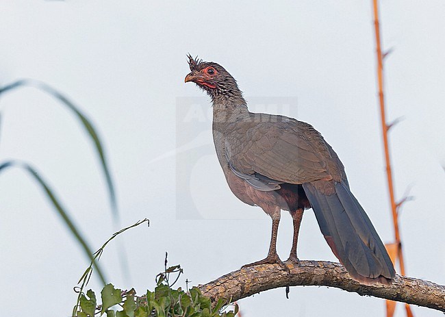 Rufous-bellied Chachalaca (Ortalis wagleri) in Western Mexico. stock-image by Agami/Pete Morris,