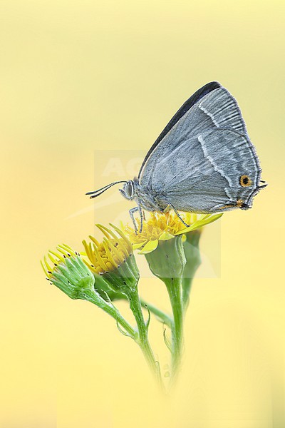 Female Purple Hairstreak stock-image by Agami/Wil Leurs,