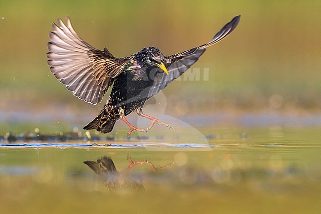 Common Starling (Sturnus vulgaris) at a water pool in Italy. stock-image by Agami/Daniele Occhiato,