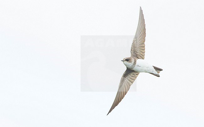 Sand Martin (Riparia riparia) in flight against the sky, showing underside. stock-image by Agami/Lennart Verheuvel,
