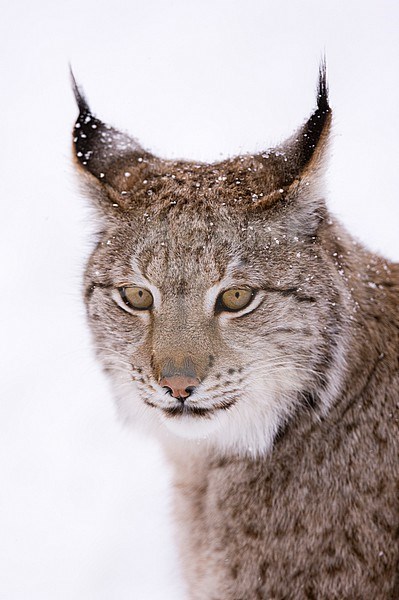 Close up portrait of a European lynx, Lynx lynx. Polar Park, Bardu, Troms, Norway. stock-image by Agami/Sergio Pitamitz,