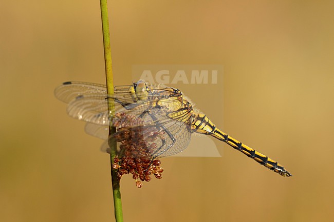 vrouw Gewone Oeverlibel; female  Black-tailed skimmer stock-image by Agami/Walter Soestbergen,