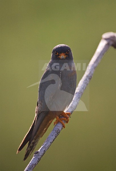 Roodpootvalk, Red-Footed Falcon, Falco vespertinus stock-image by Agami/Marc Guyt,