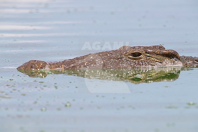 Nile Crocodile (Crocodylus niloticus), head close-up, Mpumalanga, South Africa stock-image by Agami/Saverio Gatto,