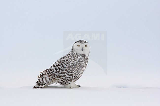 Sneeuwuil zittend in sneeuw; Snowy Owl perched in snow stock-image by Agami/Chris van Rijswijk,