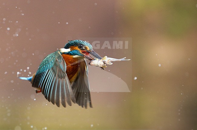 manual updated stock-image by Agami/Danny Green,