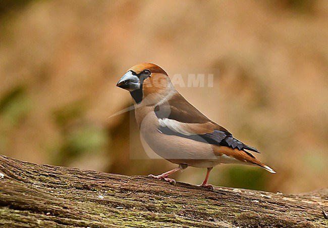 Coccothraustes coccothraustes, Hawfinch stock-image by Agami/Eduard Sangster,