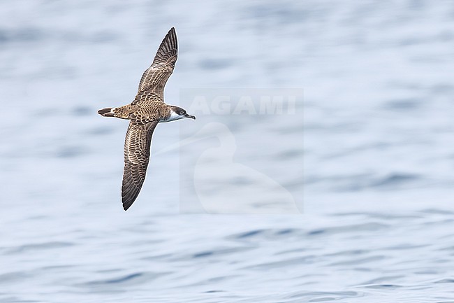  stock-image by Agami/Menno van Duijn,