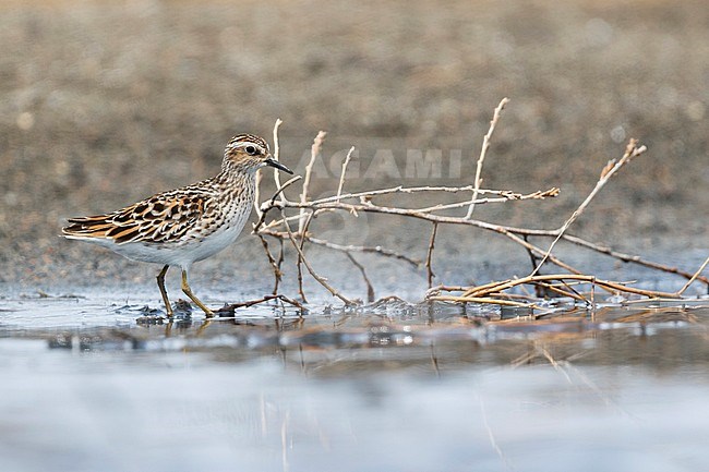 Long-toed Stint - Langzehen-StrandlÃ¤ufer - Calidris subminuta, Russia, adult stock-image by Agami/Ralph Martin,