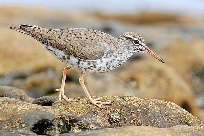 Adult zomerkleed Amerikaanse Oeverloper, Adult summer Spotted Sandpiper stock-image by Agami/Glenn Bartley,