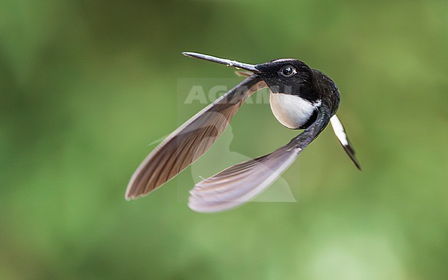 Collared Inca (Coeligena torquata) stock-image by Agami/Lennart Verheuvel,