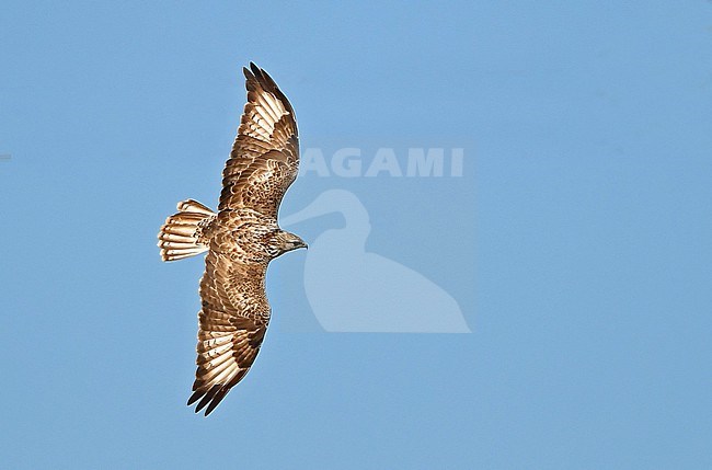 The Upland buzzard (Buteo hemilasius) is the largest buzzard species and lives from Kazachstan to Korea in mountainous grassy and rocky areas. It is common in Mongolia and western China. stock-image by Agami/Eduard Sangster,