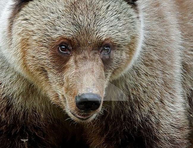 Brown bear, Ursus arctos, in taigaa forest in Finland. stock-image by Agami/Markus Varesvuo,