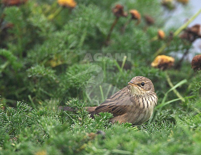 First-winter Lanceolated Warbler (Locustella lanceolata) on the Shetland Islands. stock-image by Agami/Hugh Harrop,