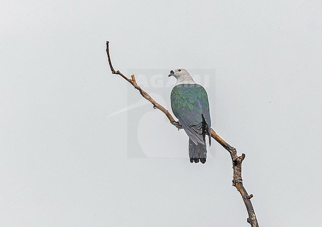 Spice Imperial Pigeon, Ducula myristicivora, in West Papua, Indonesia. stock-image by Agami/Pete Morris,