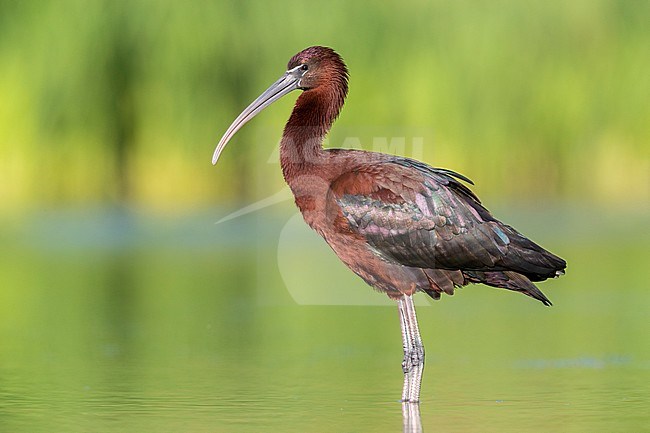 Glossy Ibis (Plegadis falcinellus), side view of an adult standing in a pond stock-image by Agami/Saverio Gatto,