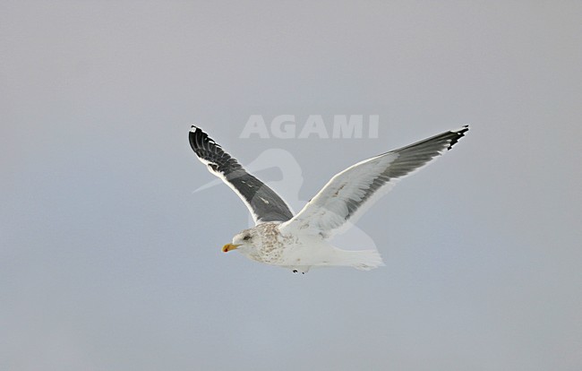Slaty-backed Gull, Kamtsjatkameeuw, Larus schistisagus stock-image by Agami/Pete Morris,