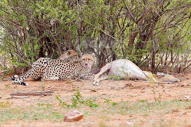 Cheetah (Acinonyx jubatus), adult female and a cub feeding on an Impala, Mpumalanga, South Africa stock-image by Agami/Saverio Gatto,