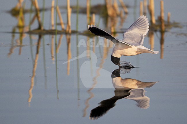 Adulte Dwergmeeuw foeragerend in de vlucht; Adult Little Gull foraging in flight stock-image by Agami/Markus Varesvuo,