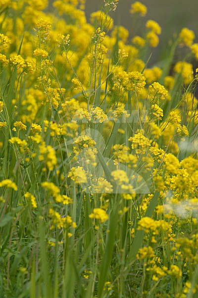 Bloeiend Koolzaad, Flowering Rape stock-image by Agami/Wil Leurs,