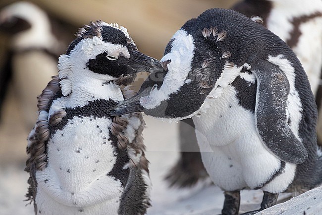 African penguin (Spheniscus demersus), two individuals preening each other, Western Cape, South Africa stock-image by Agami/Saverio Gatto,
