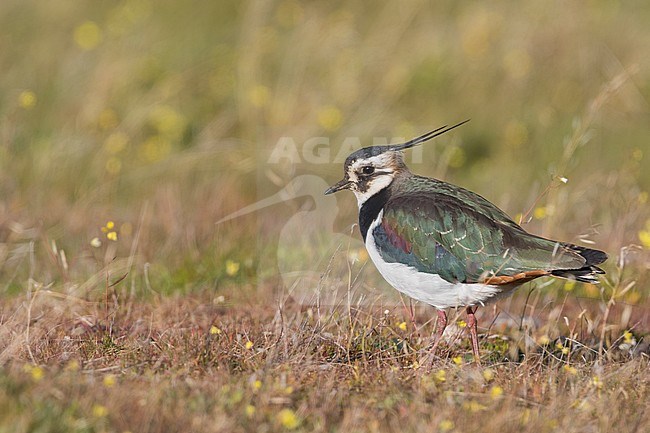 Kievit, Northern Lapwing, Vanellus vanellus, Spain, adult stock-image by Agami/Ralph Martin,