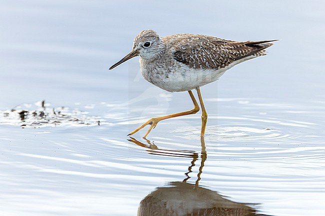 Autumn plumaged Lesser Yellowlegs, Tringa flavipes, on Bermuda. stock-image by Agami/Marc Guyt,