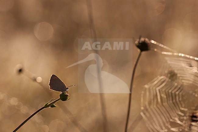 Kleine Vuurvlinder, Small Copper stock-image by Agami/Theo Douma,