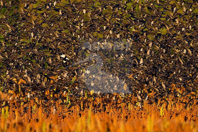 Wintering flock of Common Starlings (Sturnus vulgaris) in Italy taking off because of incoming raptor. stock-image by Agami/Daniele Occhiato,
