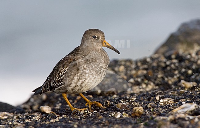 Purple Sandpiper standing; Paarse Strandloper staand stock-image by Agami/Marc Guyt,