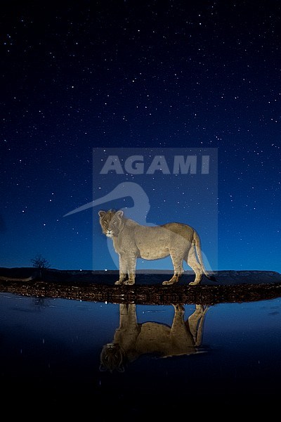 Immature male Lion, Panthera leo, at water hole at night in South Africa. stock-image by Agami/Bence Mate,