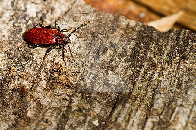 Pyrrhidium sanguineum - Rothaarbock, Poland, imago stock-image by Agami/Ralph Martin,
