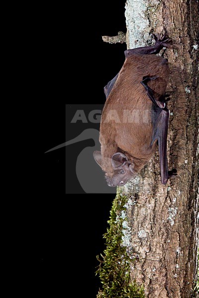 Rosse vleermuis hangend aan boom, Noctule Bat hanging on a tree stock-image by Agami/Theo Douma,