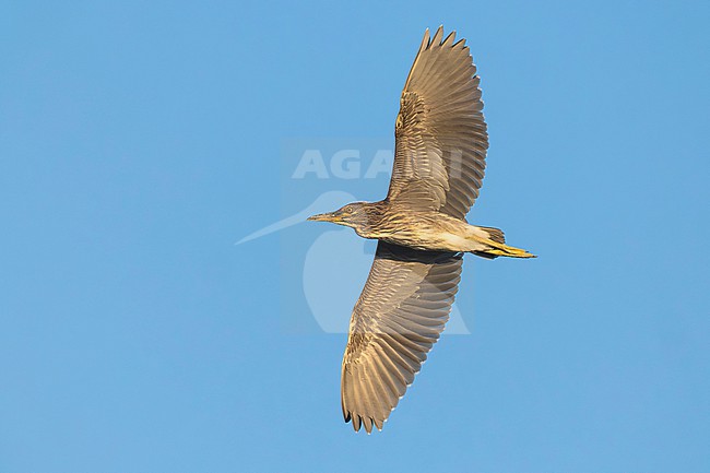 Immature Black-crowned Night Heron, Nycticorax nycticorax, in Italy. stock-image by Agami/Daniele Occhiato,