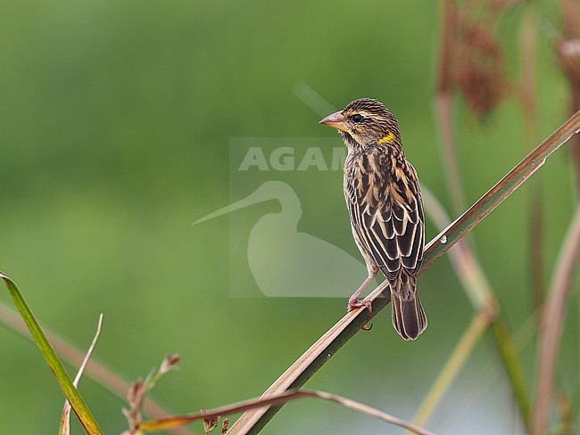 Streaked Weaver (Ploceus manyar) at Pathum Thani Rice Research Center, Pathum Thani, Thailand. stock-image by Agami/James Eaton,