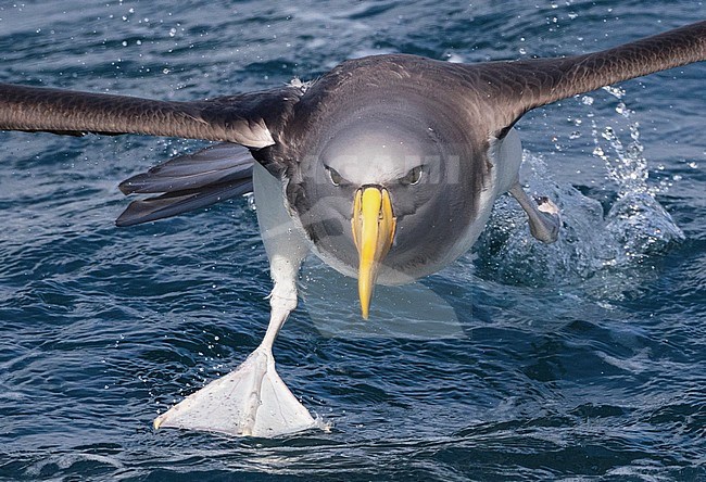 Chatham Albatross (Thalassarche eremita) running over the water during a chumming session off Chatham Islands, New Zealand stock-image by Agami/Marc Guyt,