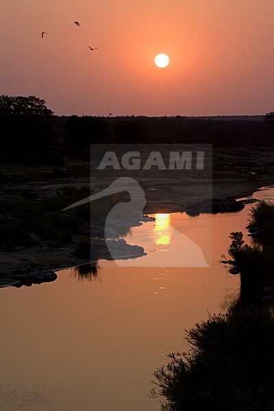 Krugerpark, South-Africa stock-image by Agami/Marc Guyt,