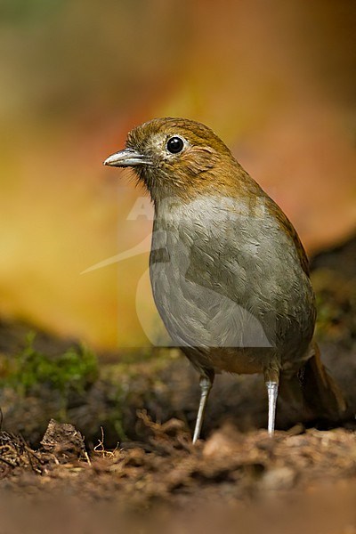 Critically Endangered Urrao antpitta (Grallaria urraoensis), also known as Fenwick's antpitta, in Colombia. stock-image by Agami/Dubi Shapiro,