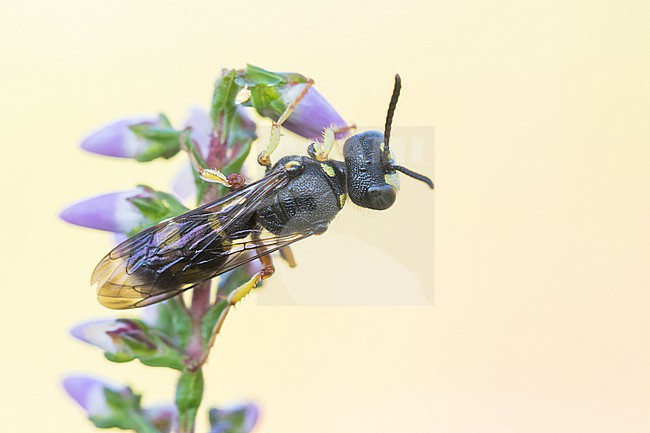 Cerceris rybyensis - Ornate tailed Digger Wasp - Bienenjagende Knotenwespe, Germany (Baden-Württemberg), imago stock-image by Agami/Ralph Martin,