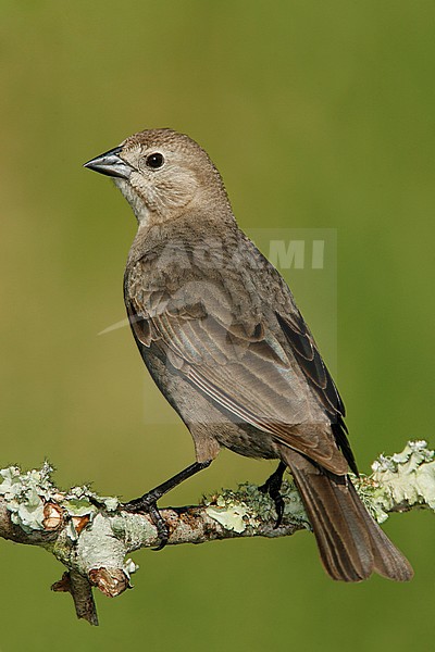 Adult female
Galveston Co., TX
April 2007 stock-image by Agami/Brian E Small,